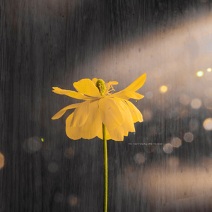 97超级碰碰碰.免费视频
